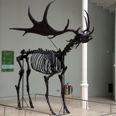 Giant Irish Elk skeleton.