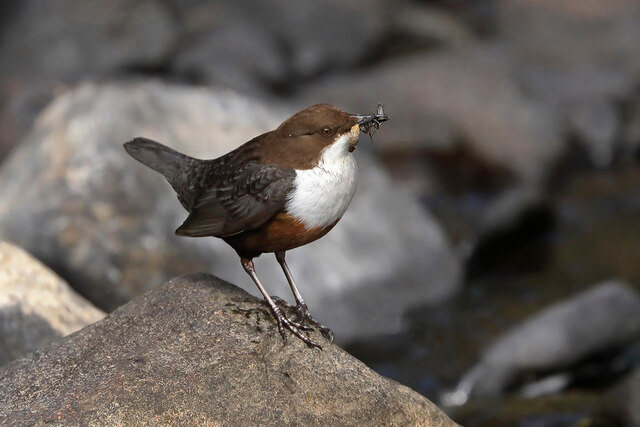 Small brown and white bird with an insect in its mouth.