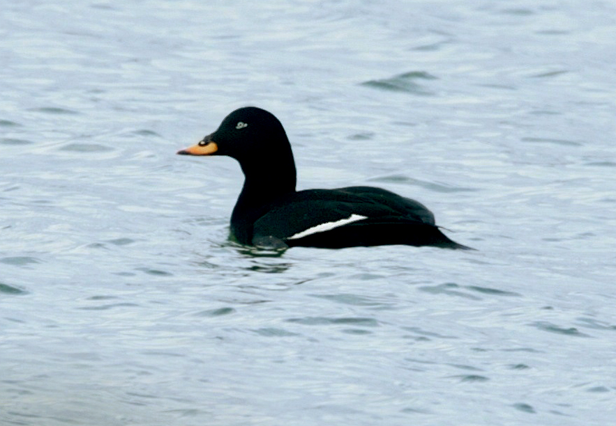 Profile photo of a black duck with white on its wing and a yellow beak floating in light blue water.