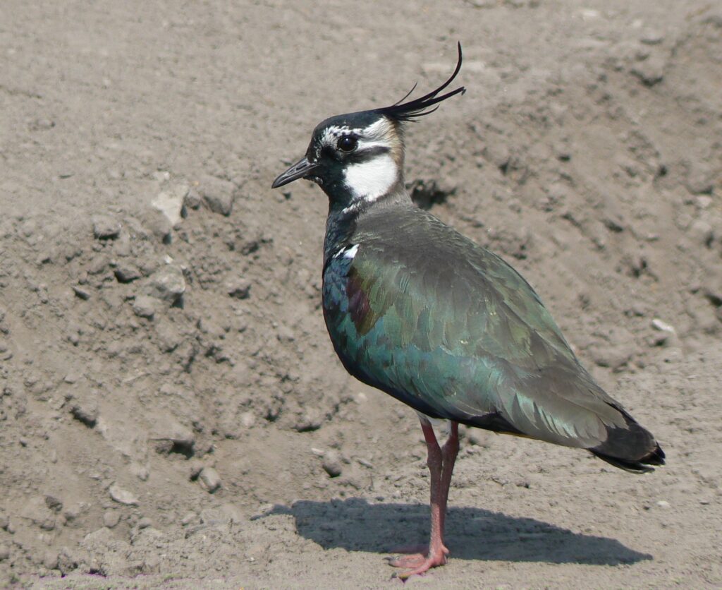 Profile photo of an iridescent green bird with a black and white face, and voluminous black feathers on its head, standing in sand. 