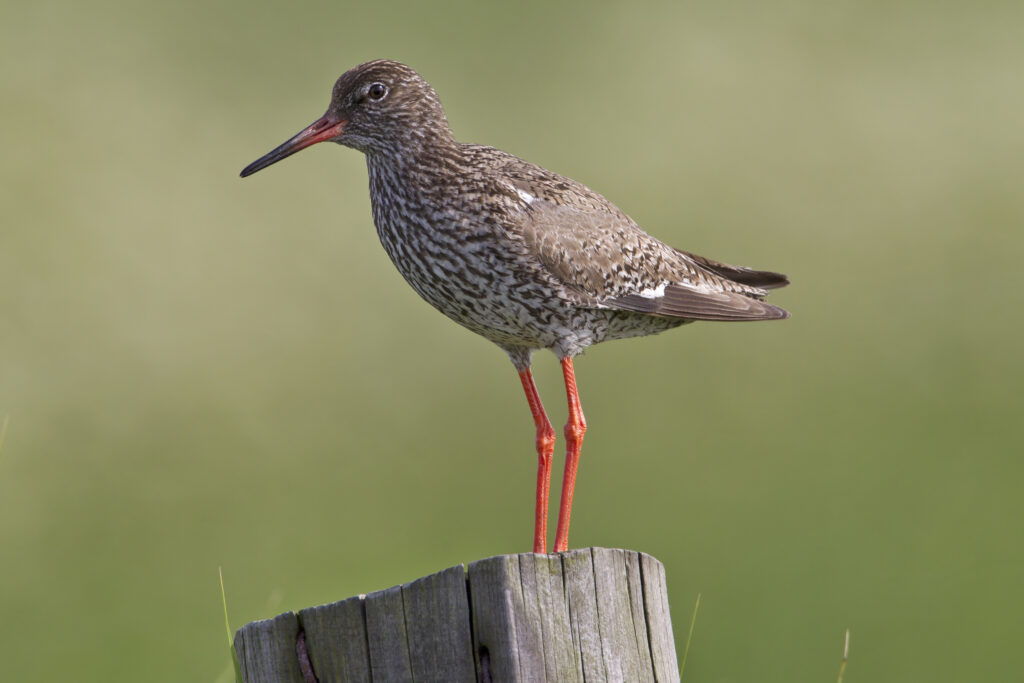 Profile photo of a brown bird with a red beak legs standing on a wooden posted against a green background.