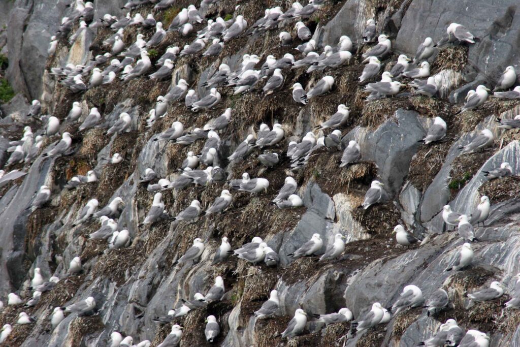 Tens of grey and white birds nesting on a grey rock cliff.