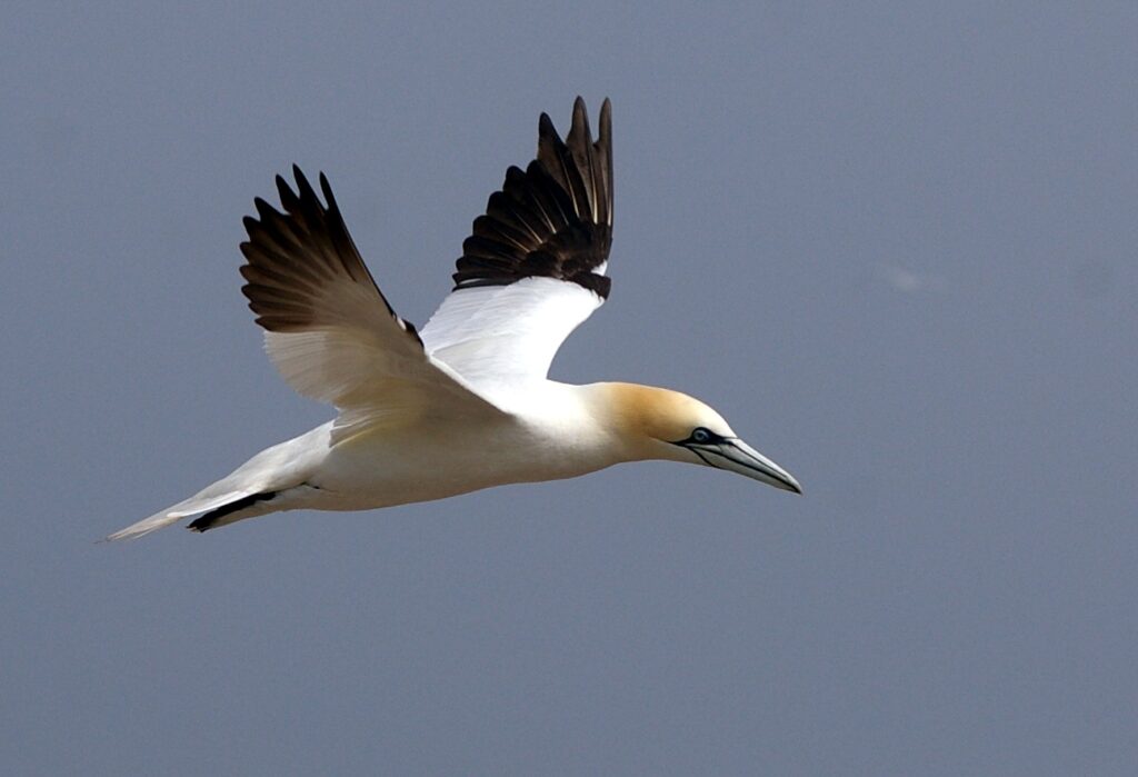 Profile photo of a white and brown bird in flight that has some tan coloring on its head.