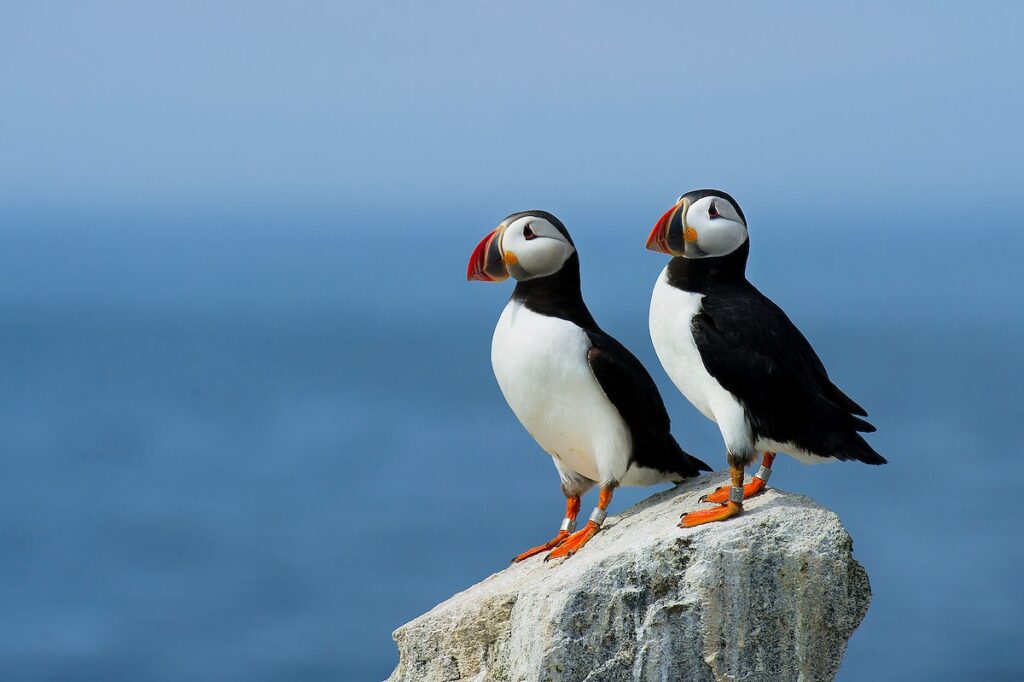 Profile photo of two black and white puffins with red-orange beaks and feet standing on a rock against a blue backdrop. 