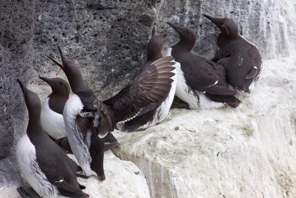 Six brown and white birds sitting on a rocky ledge covered in white guano.