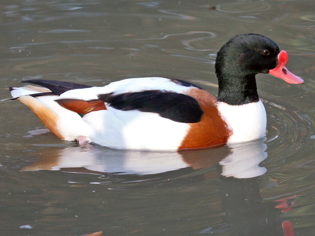 A white, tan, and black duck with a dark head and bright red beak.