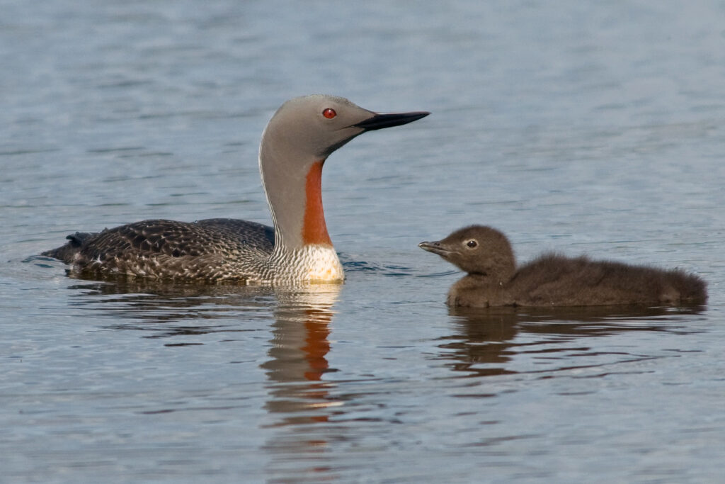 A grey, brown, and orange bird alongside a brown baby bird. 