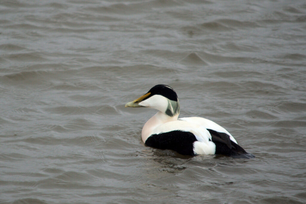 Black and white duck with a yellow beak in water.