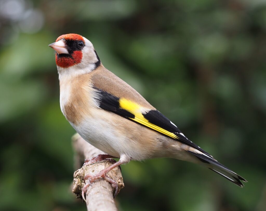 Profile photo of a tan, black, and white bird, with red on the face and yellow on the wing, perched on a branch.