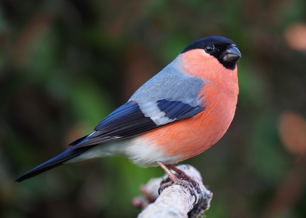 Profile photo of a navy and light blue bird with a salmon colored chest perched on a branch.