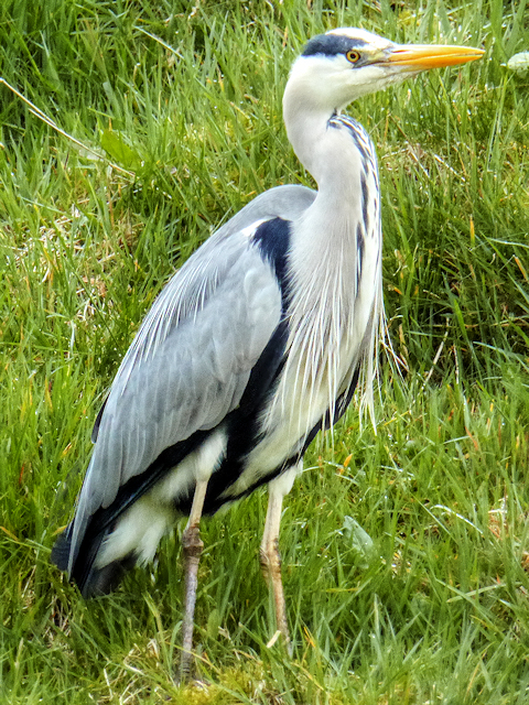 Profile photo of a tall white, grey, and blue bird with a yellow beak and eye standing in grass.