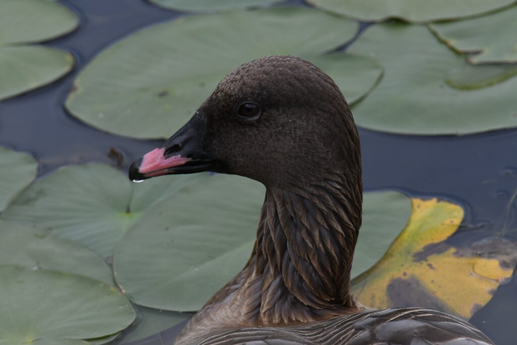 Profile photo of the head of a dark brown goose with a pink beak amidst lily pads.
