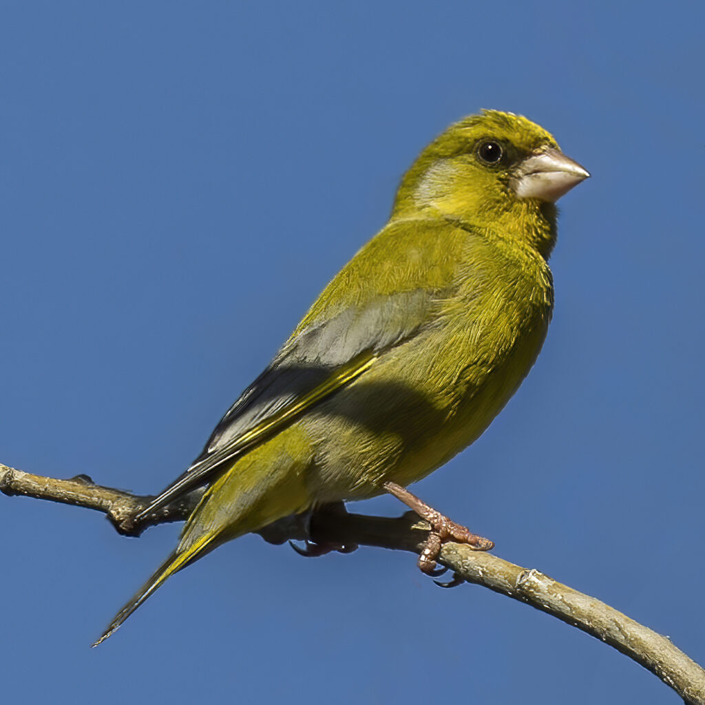 A profile photo of a small chartreuse bird with black eyes perched on a branch against a blue sky.