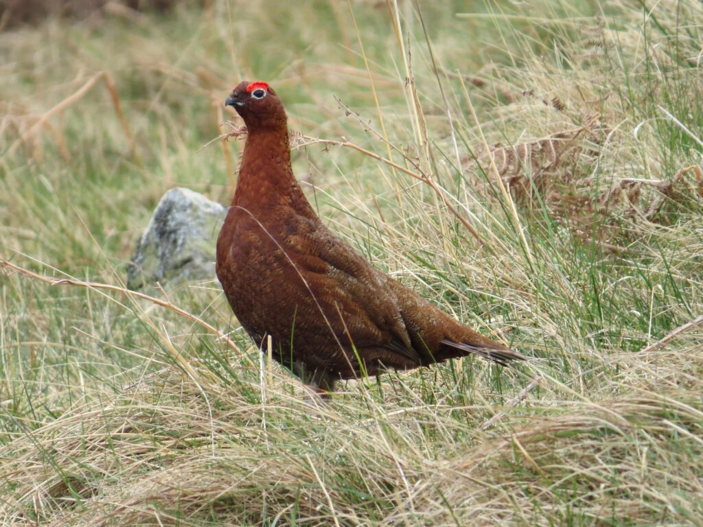 Profile photo of a brown bird with black eyes and red eyebrows standing in dry grass.