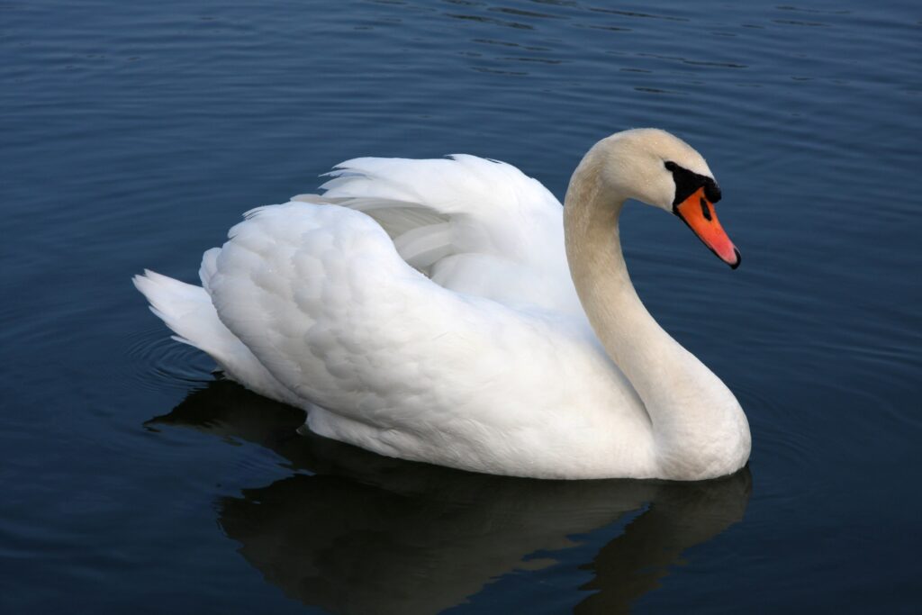 White swan with an orange beak floating in dark blue waters.