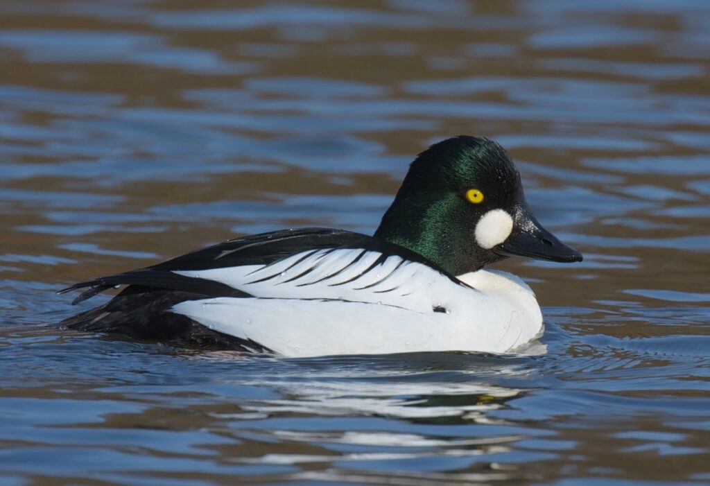 Profile photo of a white and black duck with a green head and yellow eye floating in dark waters.